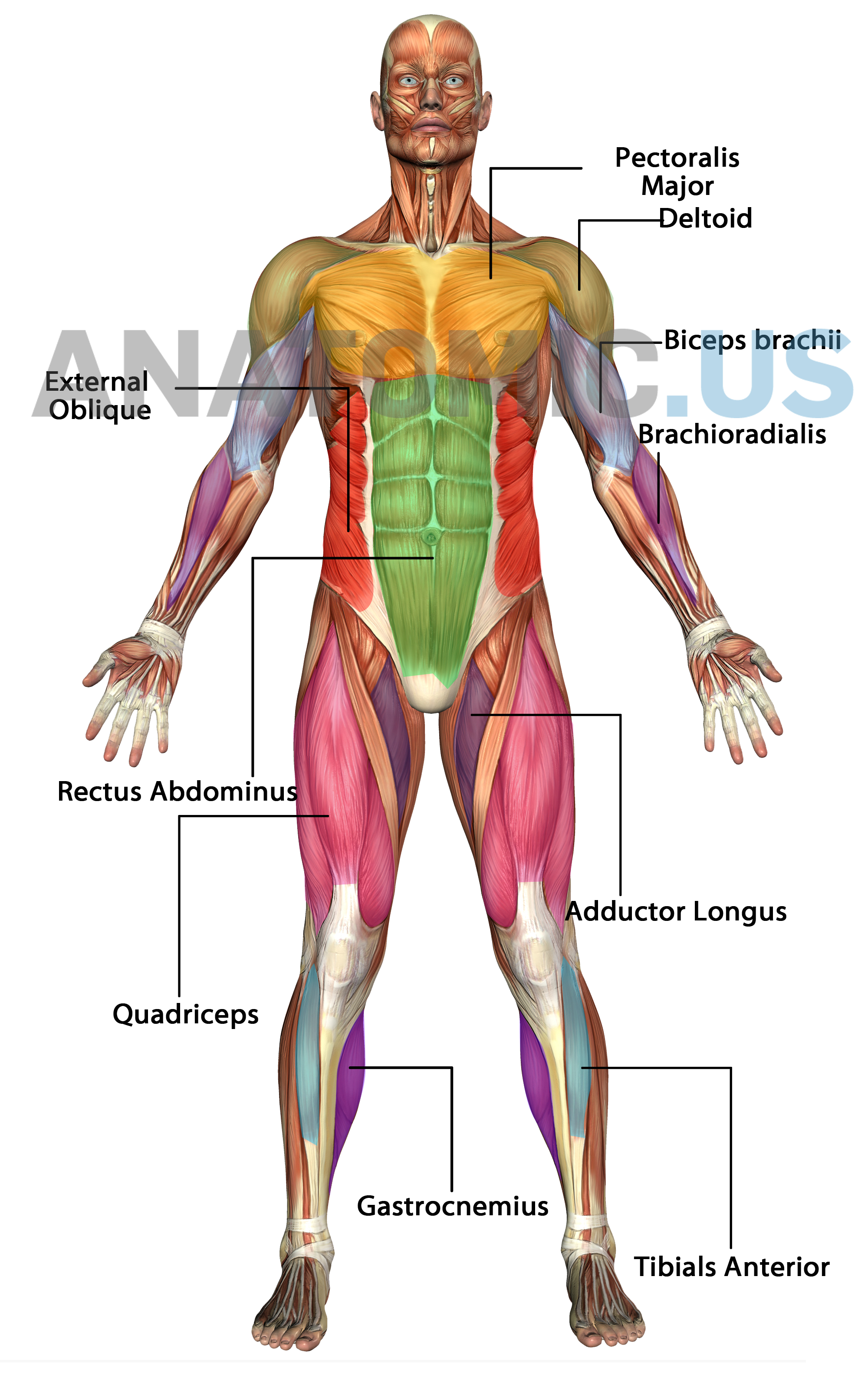 Human Muscle Diagram Human Body Muscles Diagram Labeled Beautiful Muscular System Anatomy