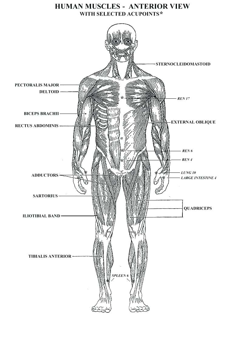 Human Muscle Diagram Human Muscle Coloring Pages Mayhemcolorco