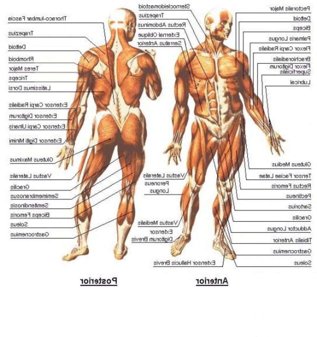Human Muscle Diagram Human Muscle Diagram Labeled Luxury Skeletal Muscle Diagram Labeled