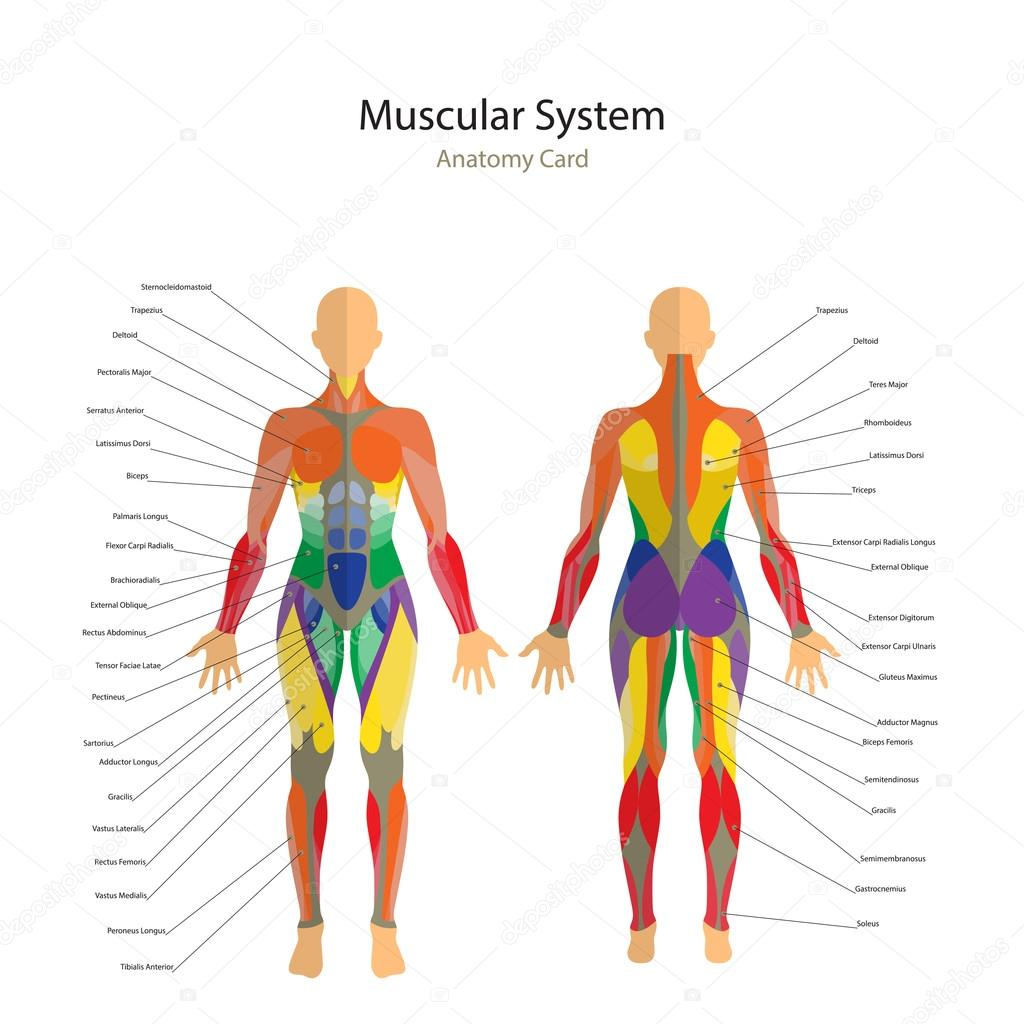 Human Muscle Diagram Human Muscles Diagram Illustration Of Human Muscles The Female