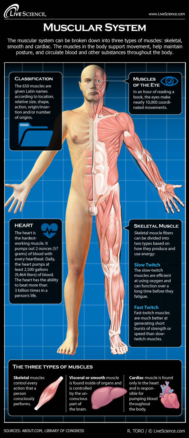 Human Muscle Diagram Human Muscular System Diagram How It Works Live Science