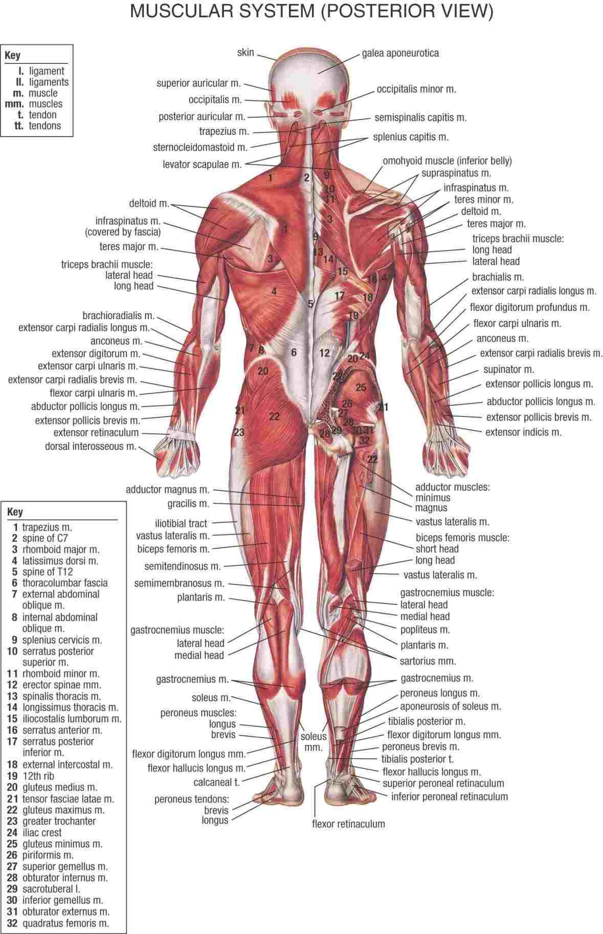 Human Muscle Diagram Labeled Diagram Of The Human Body Muscles Diagram Anatomy Body