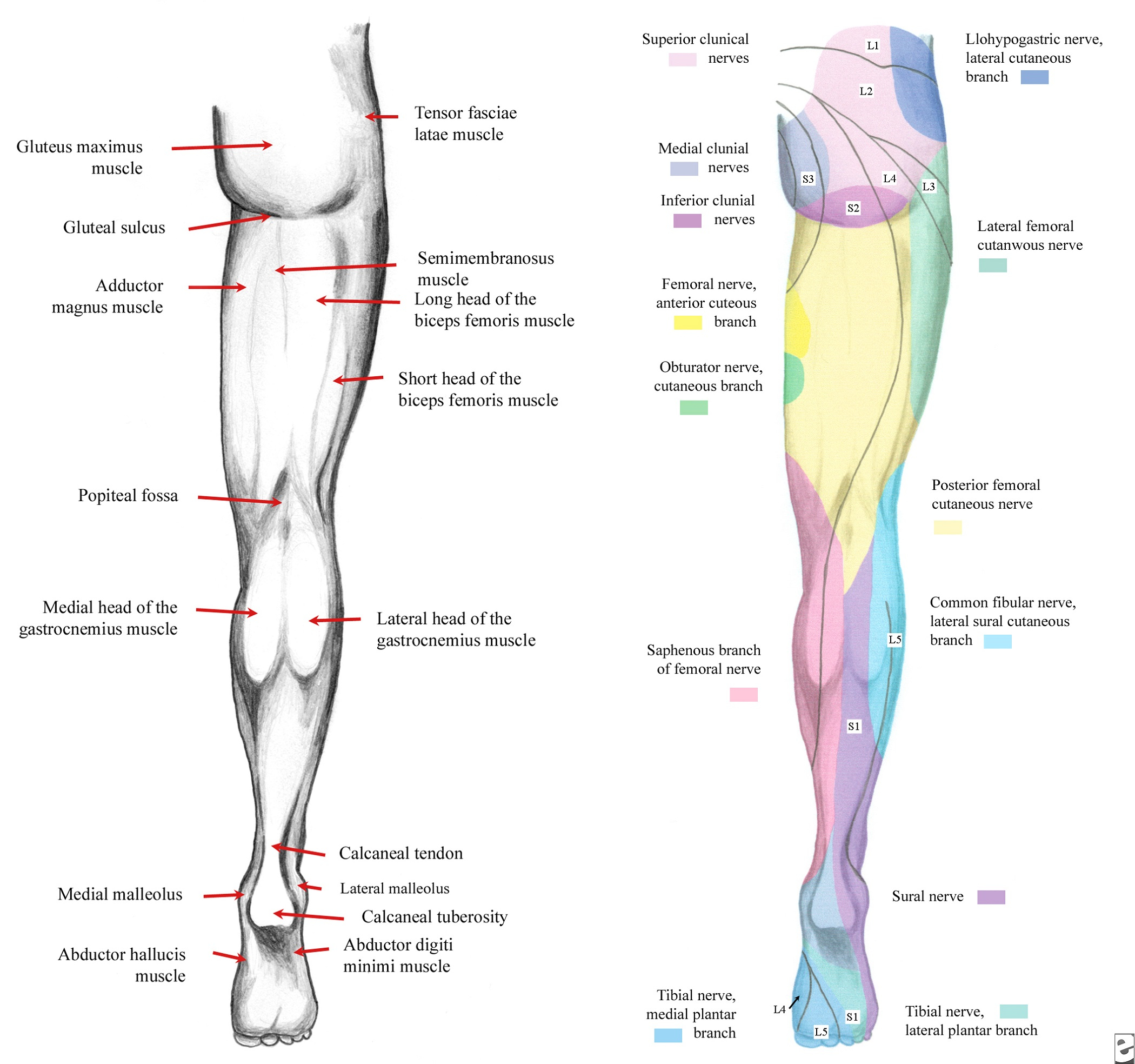 Human Muscle Diagram Leg Muscles Diagrams Human Anatomy Printable Diagram