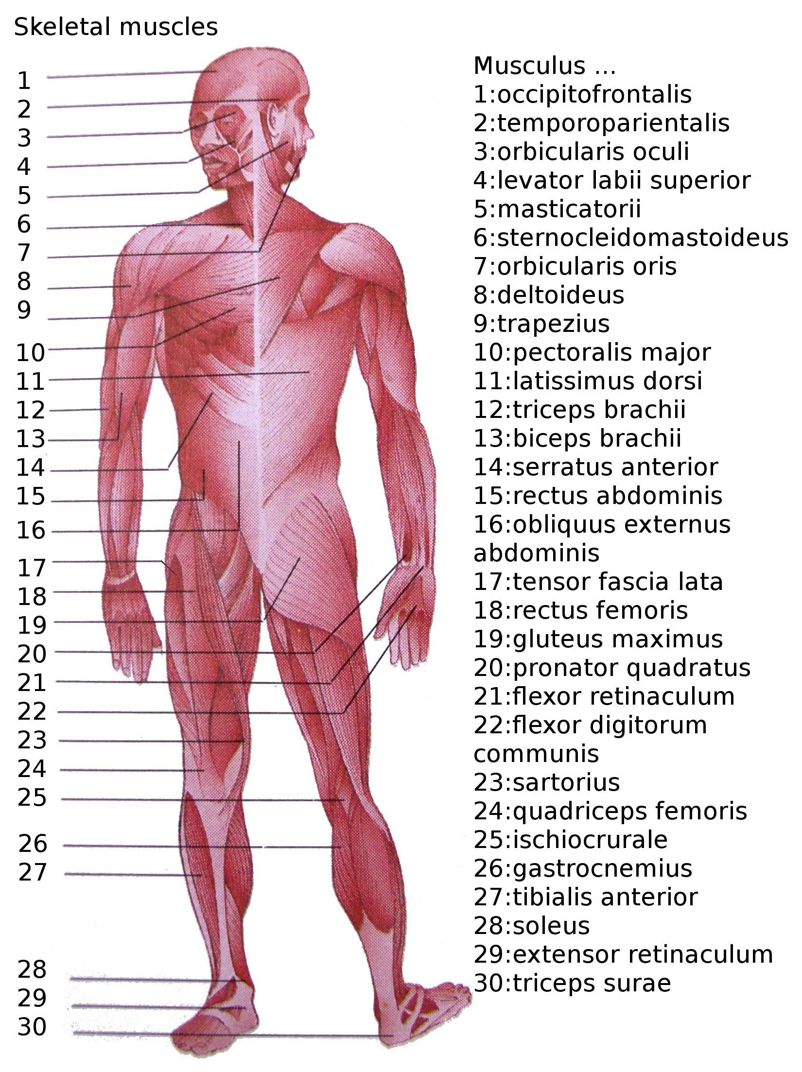 Human Muscle Diagram List Of Skeletal Muscles Of The Human Body Wikipedia