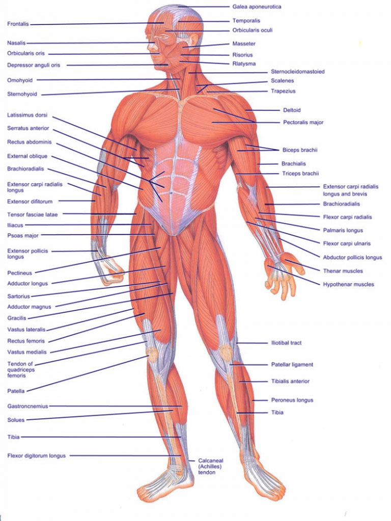 Human Muscle Diagram Muscles Diagram Of The Human Body