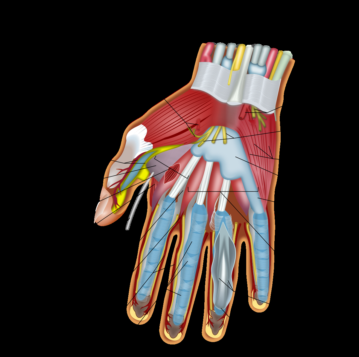 Human Muscle Diagram Muscles Of The Hand Wikipedia