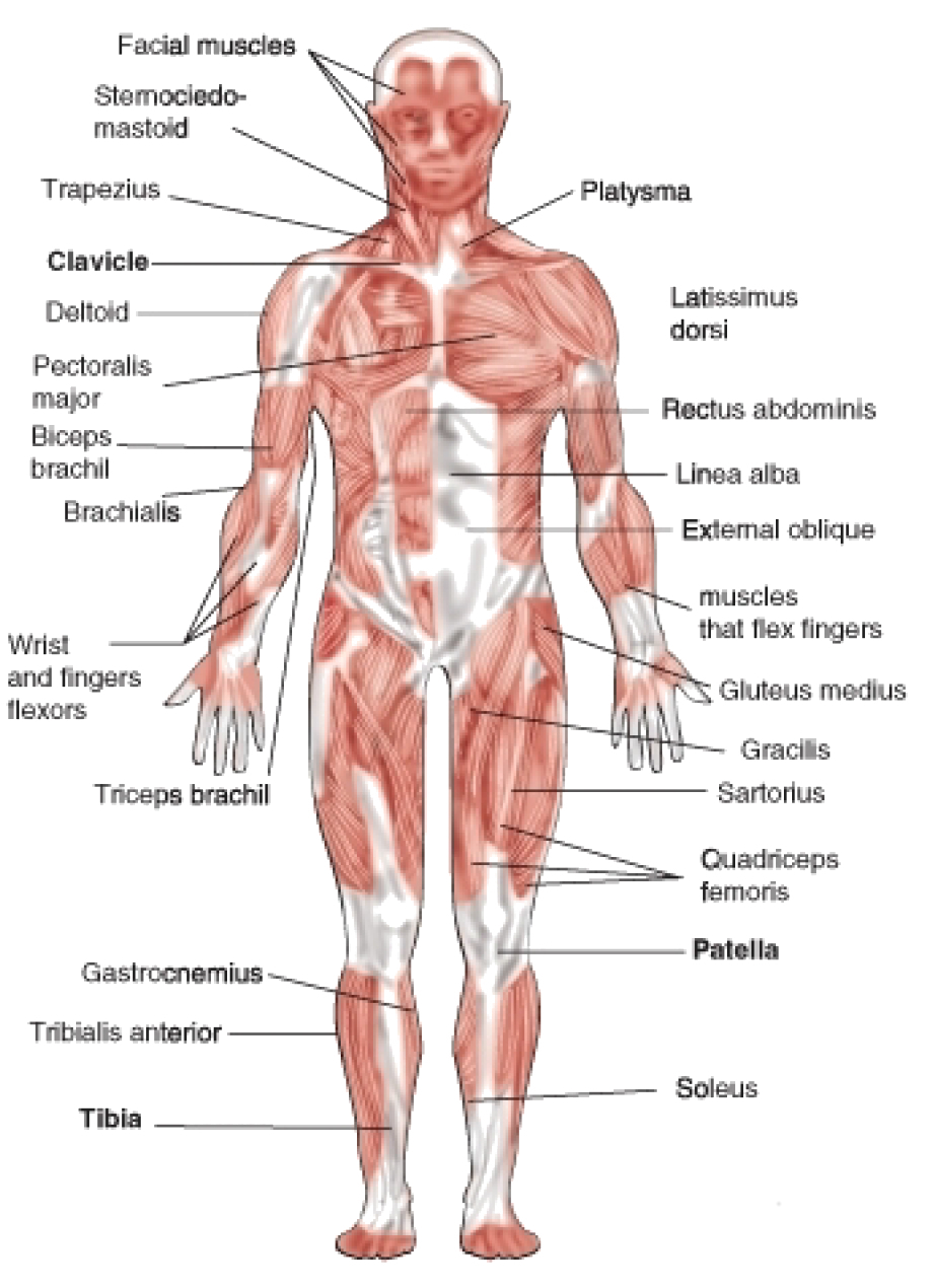 Human Muscle Diagram Muscular System Drawing At Getdrawings Free For Personal Use