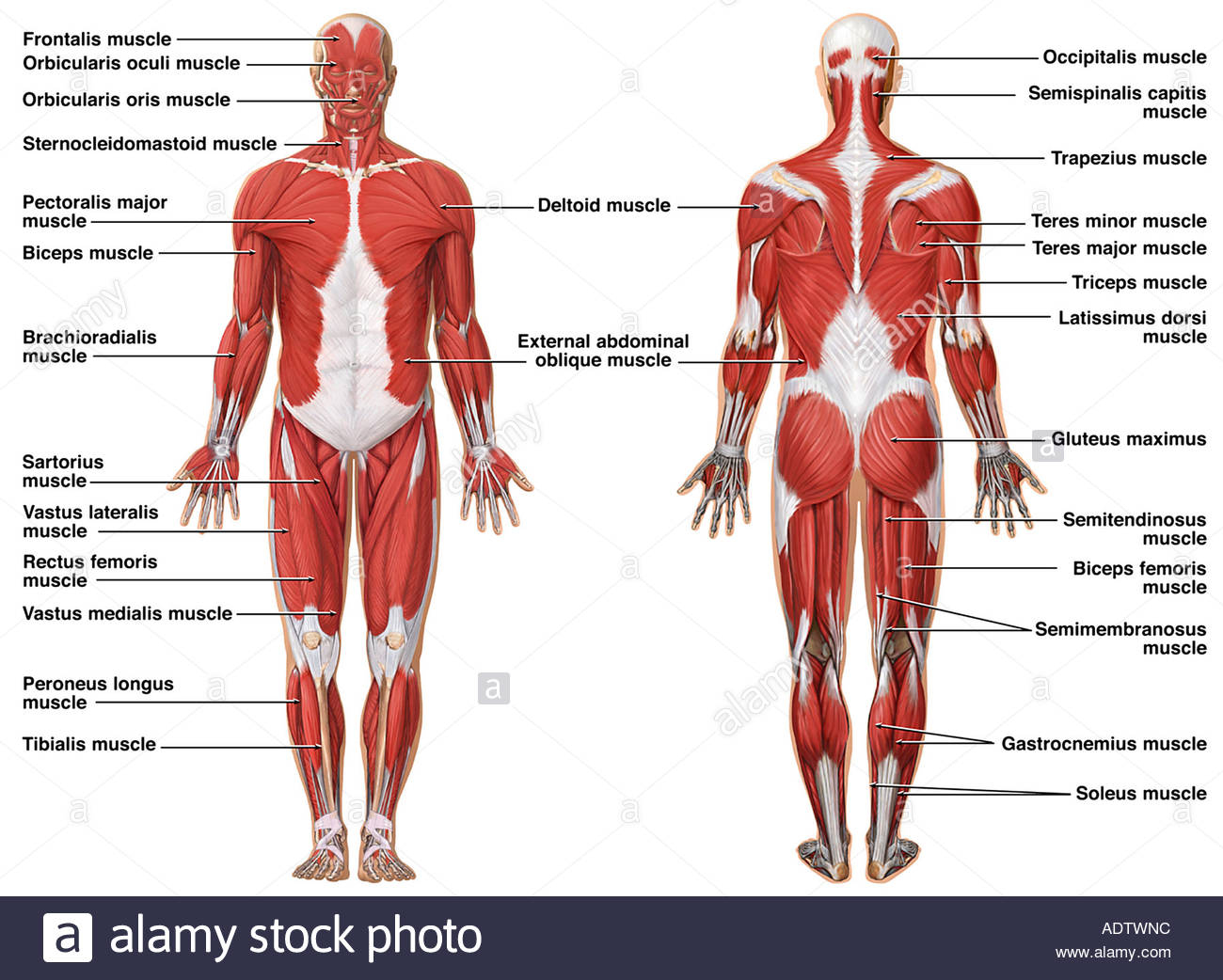 Human Muscle Diagram Muscular System Drawing At Getdrawings Free For Personal Use