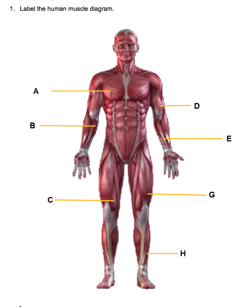 Human Muscle Diagram Solved 1 Label The Human Muscle Diagram Chegg