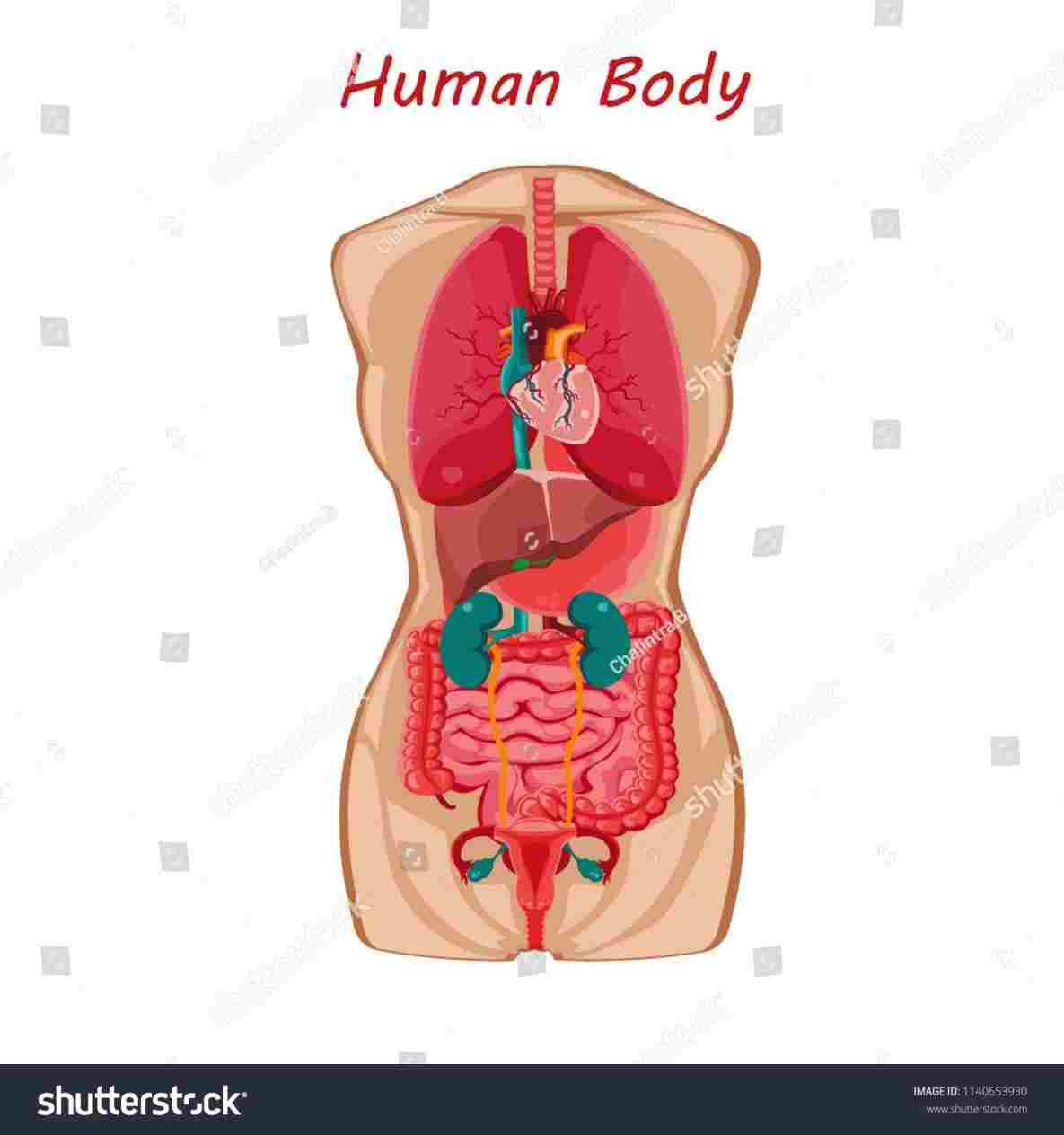 Human Organs Diagram Anatomy Internal Organs Diagram Diagram Anatomy Body