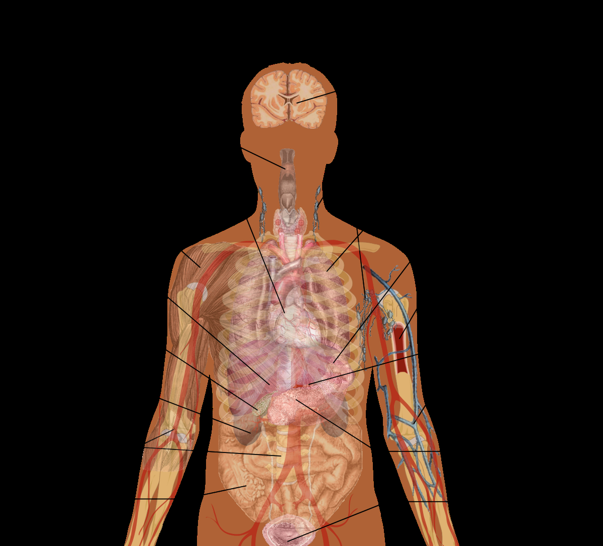 Human Organs Diagram Human Body Diagrams Wikimedia Commons