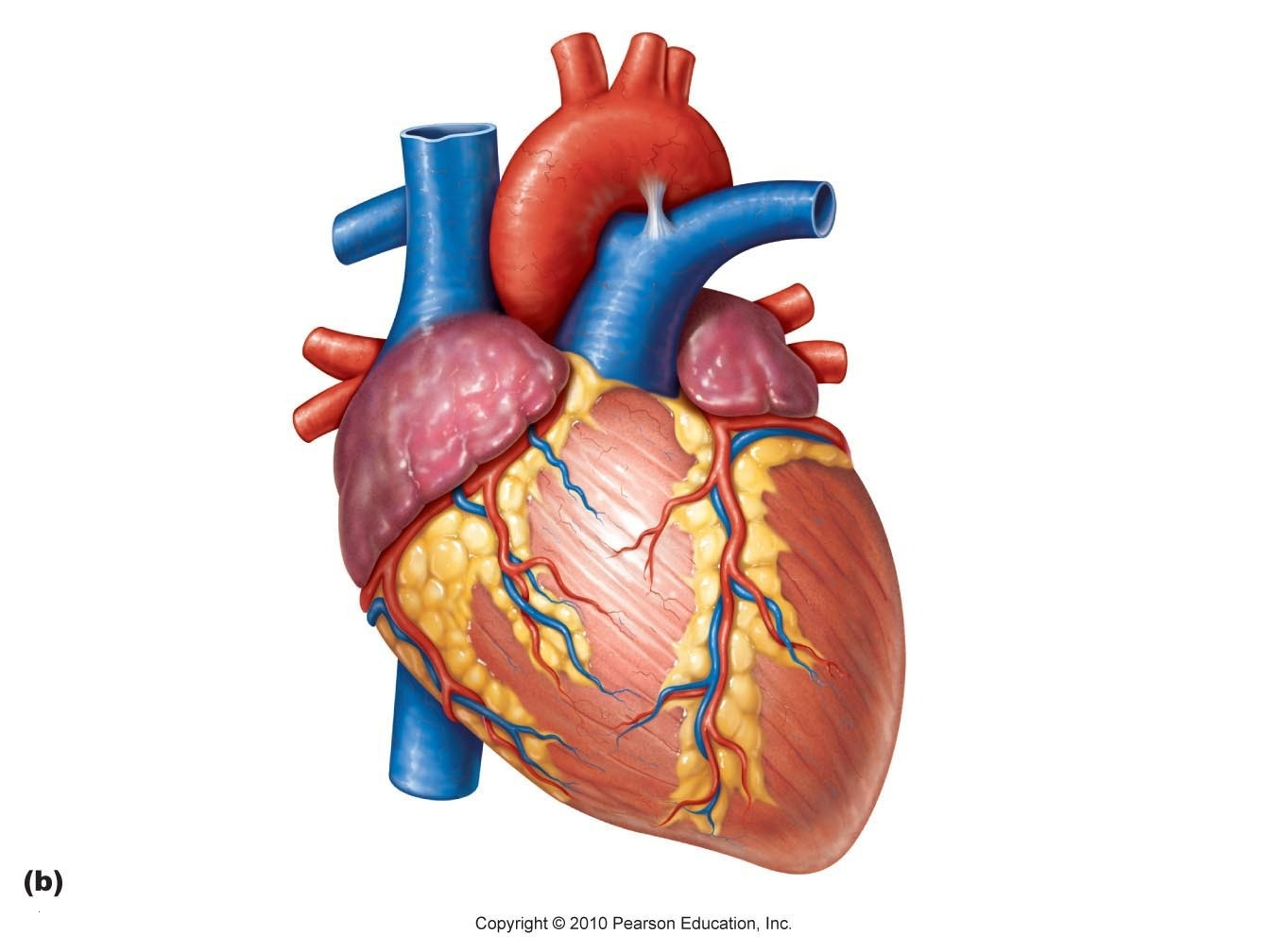 Human Organs Diagram Human Body Organs Labeled Diagram Best Of Interior Internal Human