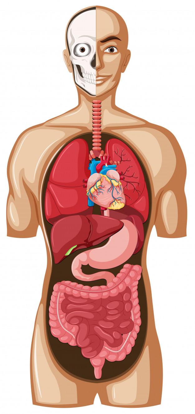 Human Organs Diagram Human Model With Organs Vector Free Download