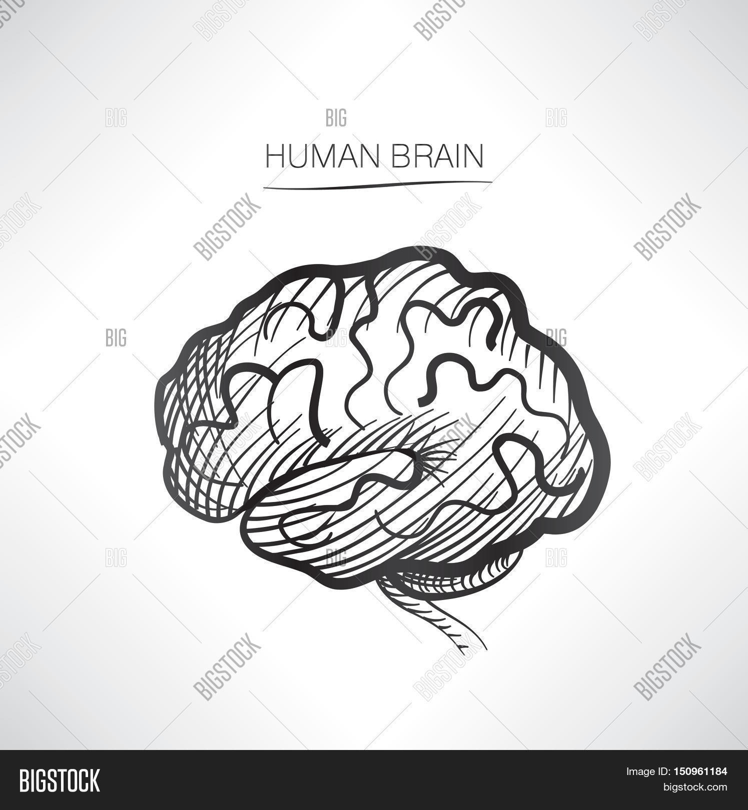 Human Organs Diagram Human Organs Drawing At Getdrawings Free For Personal Use