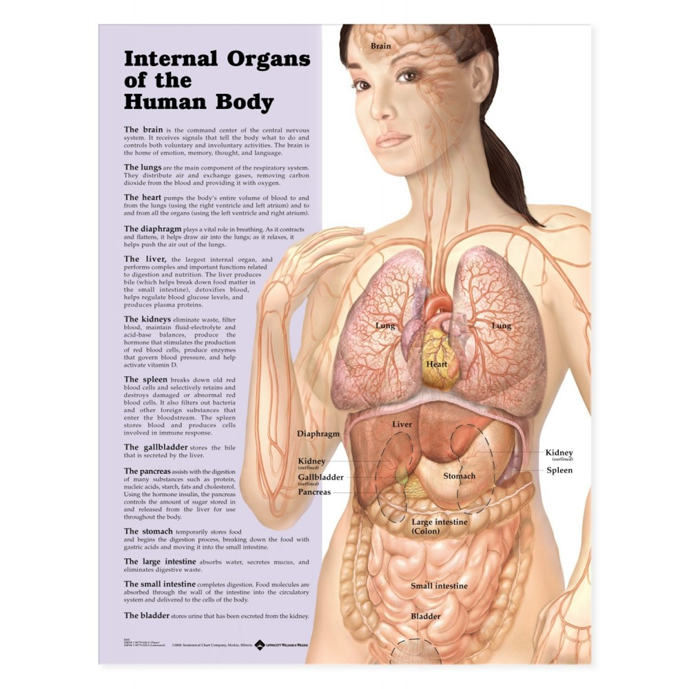 Human Organs Diagram Internal Organs Of The Human Body Chart Poster Laminated