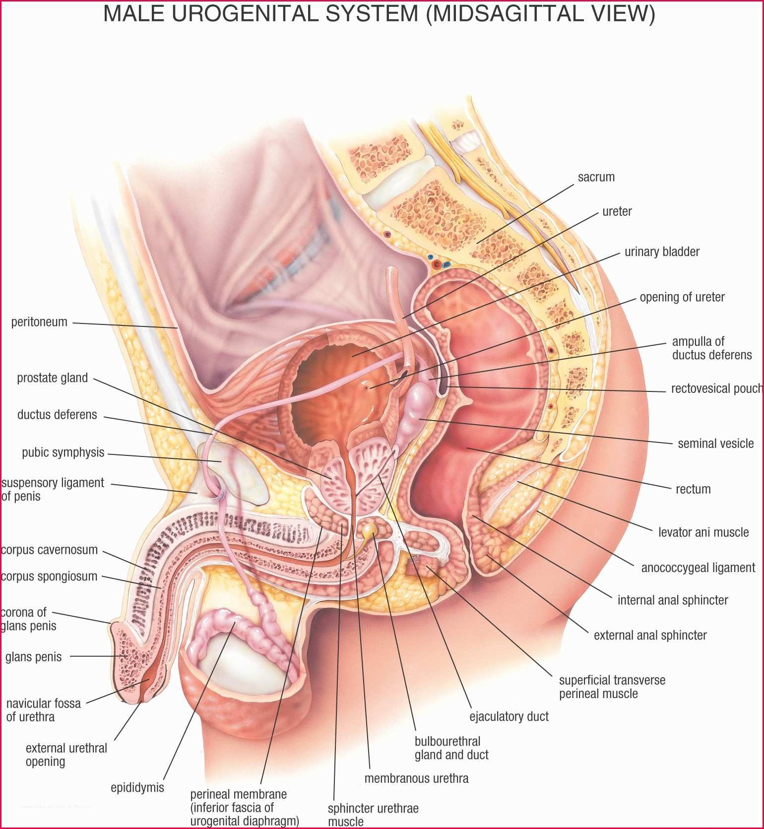 Human Organs Diagram Organ Diagram Female Female Reproductive System Diagram Front View
