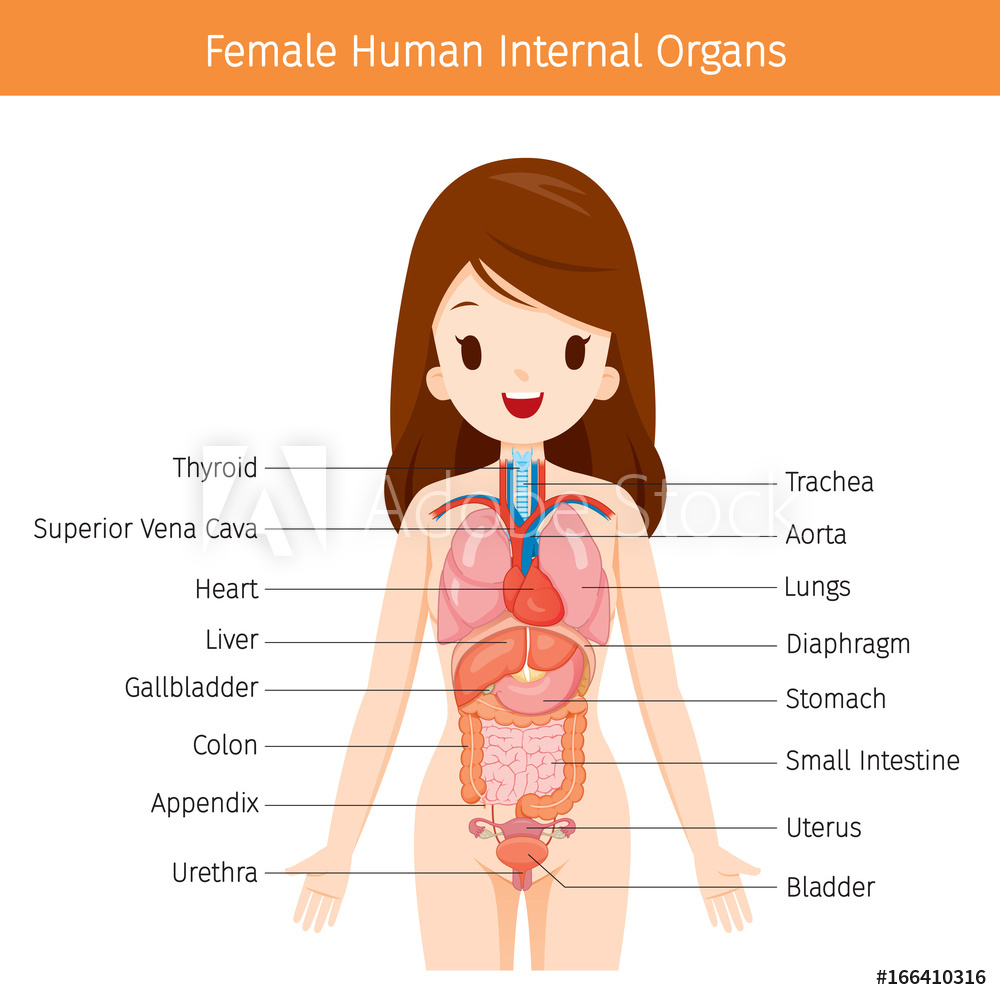Human Organs Diagram Photo Art Print Female Human Anatomy Internal Organs Diagram