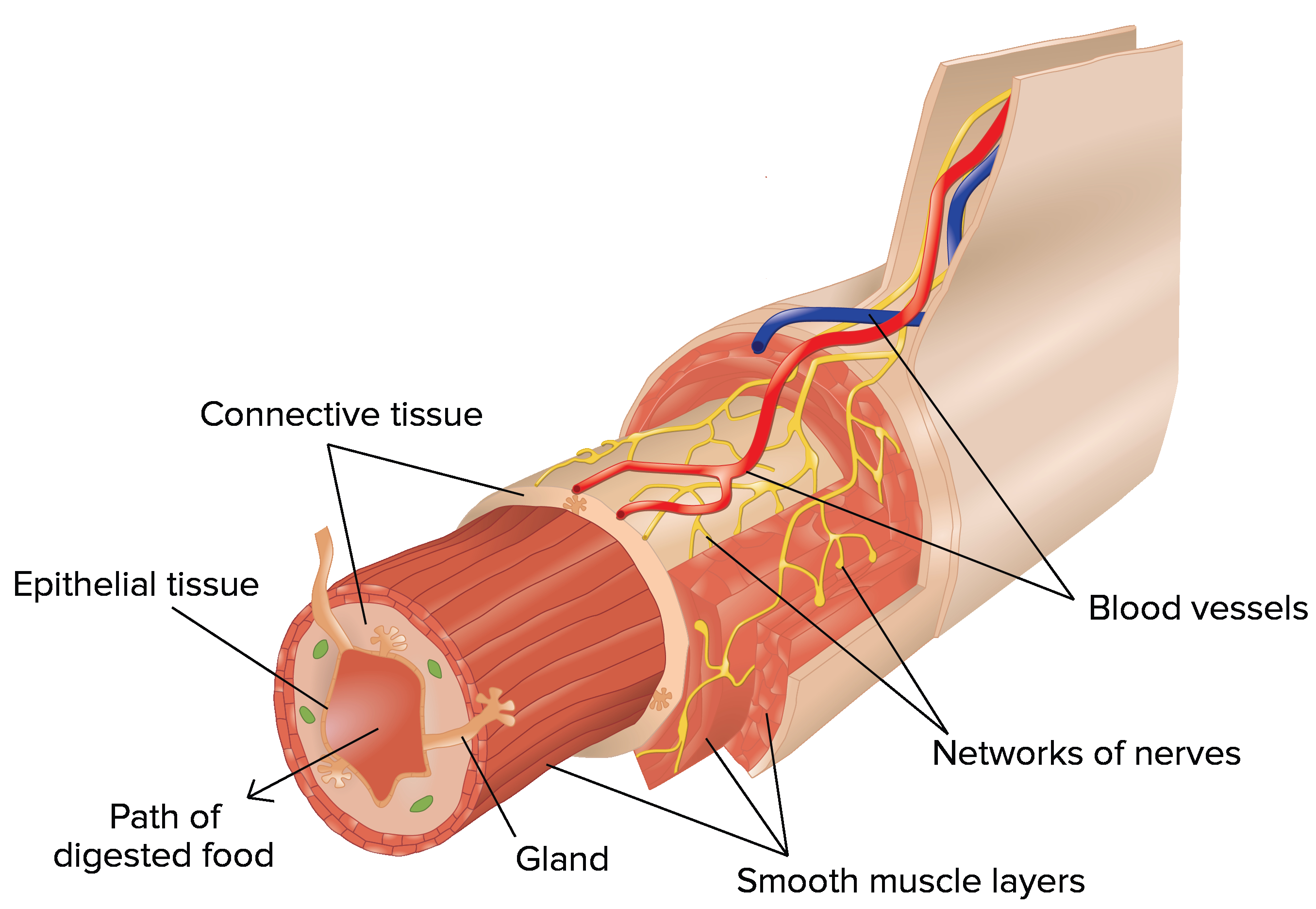 Human Organs Diagram Tissues Organs Organ Systems Article Khan Academy