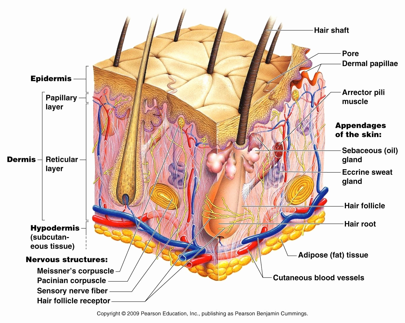 Human Skin Diagram Anatomy Of Skin Diagram New Skin Structure Diagram Labelled Diagram