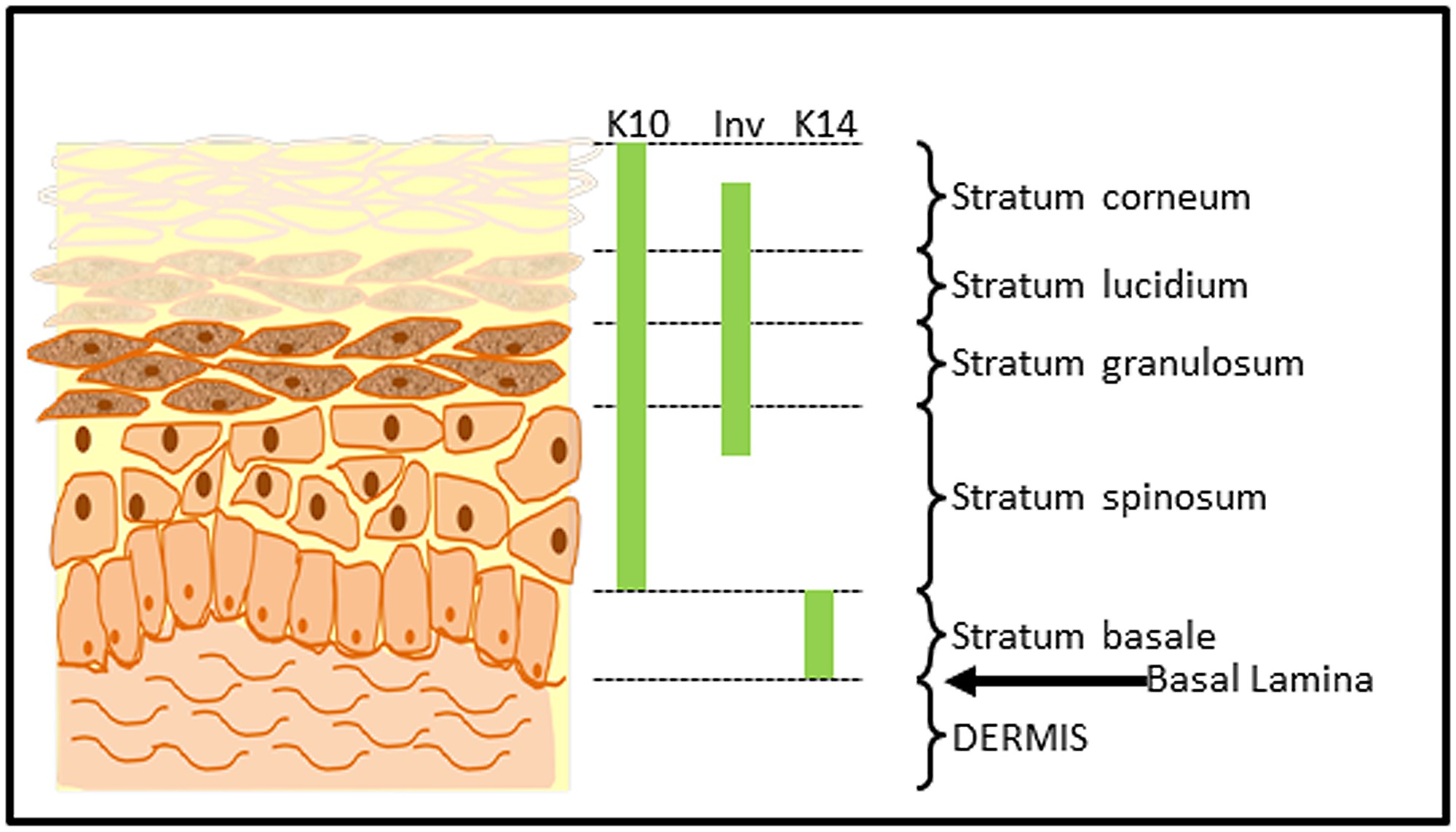 Human Skin Diagram Diagram Of Human Skin Showing Differentiated Keratinocytes Of The