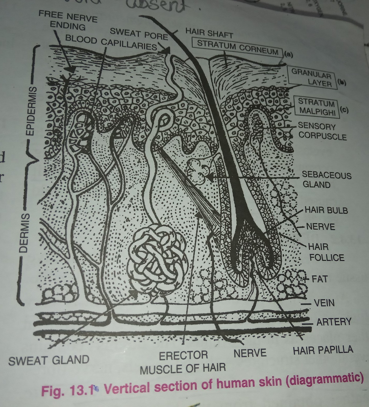 Human Skin Diagram Draw The Diagram Of Vertical Section Of Human Skinfast Brainlyin