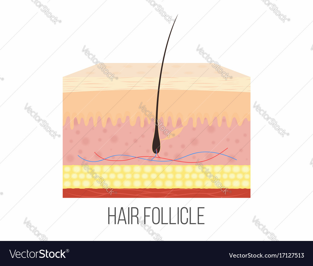 Human Skin Diagram Hair Follicle Human Skin Layers With Hair