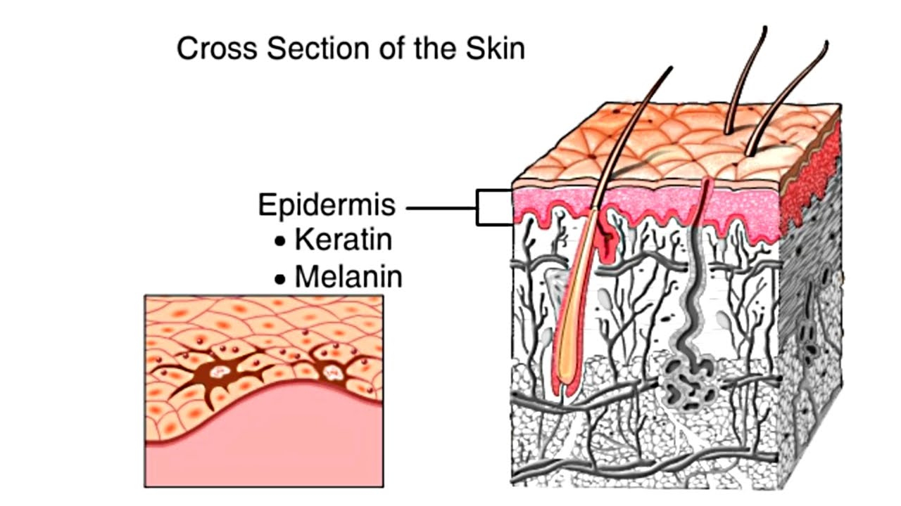 Human Skin Diagram How The Skin Works Animation Structure And Function Of The Human Skin Video Skin Layers Anatomy