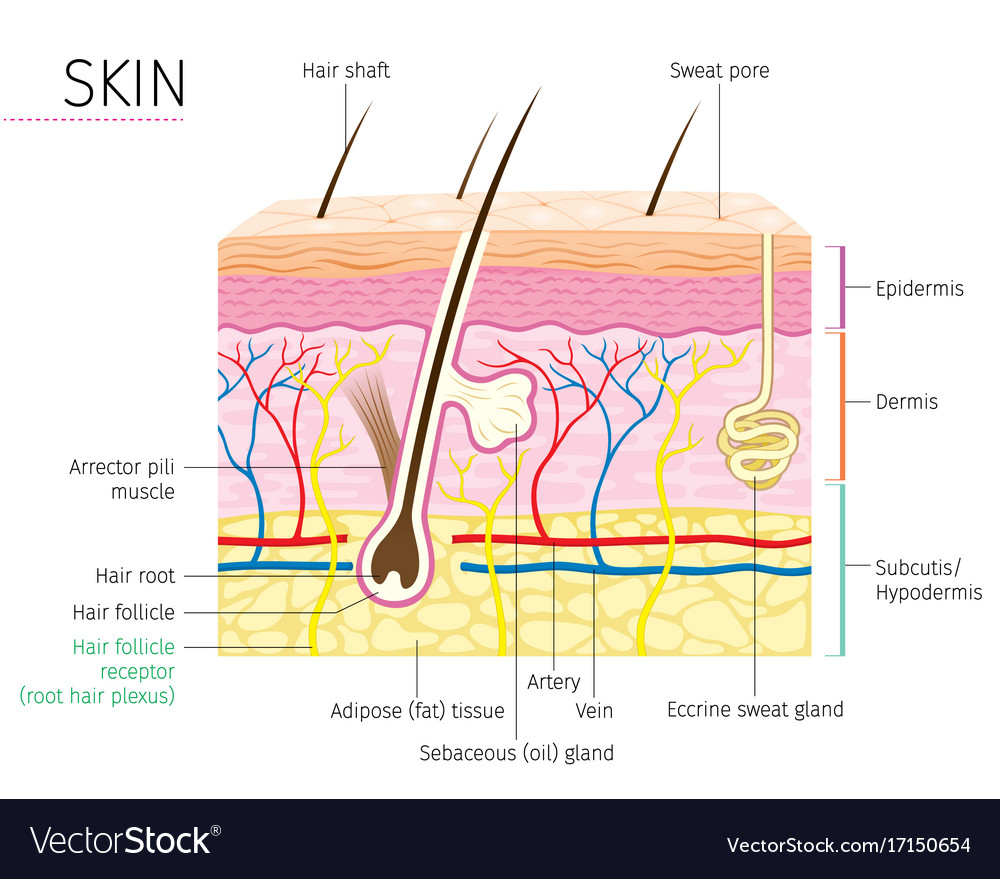 Human Skin Diagram Human Anatomy Skin And Hair Diagram