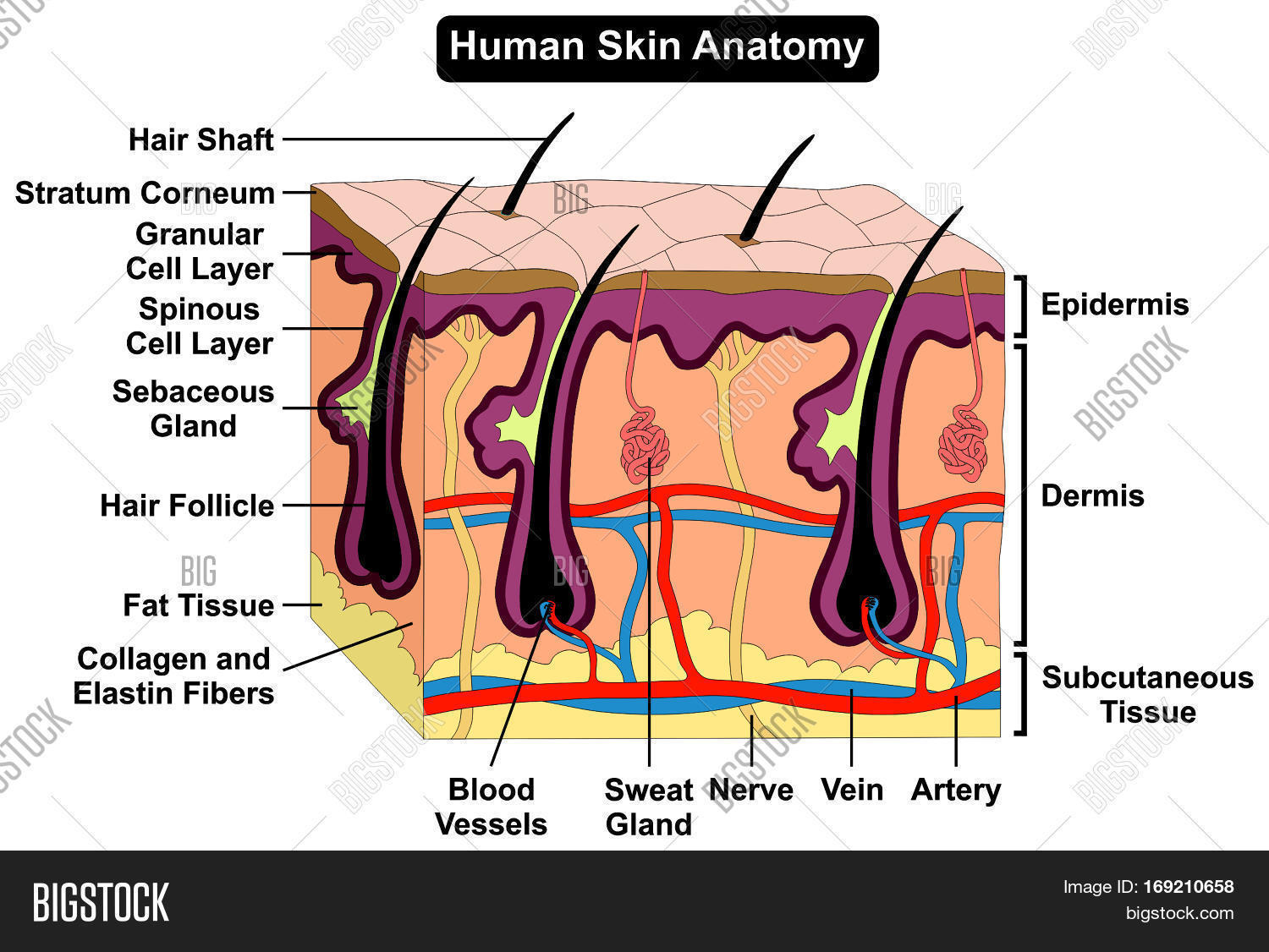 Human Skin Diagram Human Skin Anatomy Image Photo Free Trial Bigstock