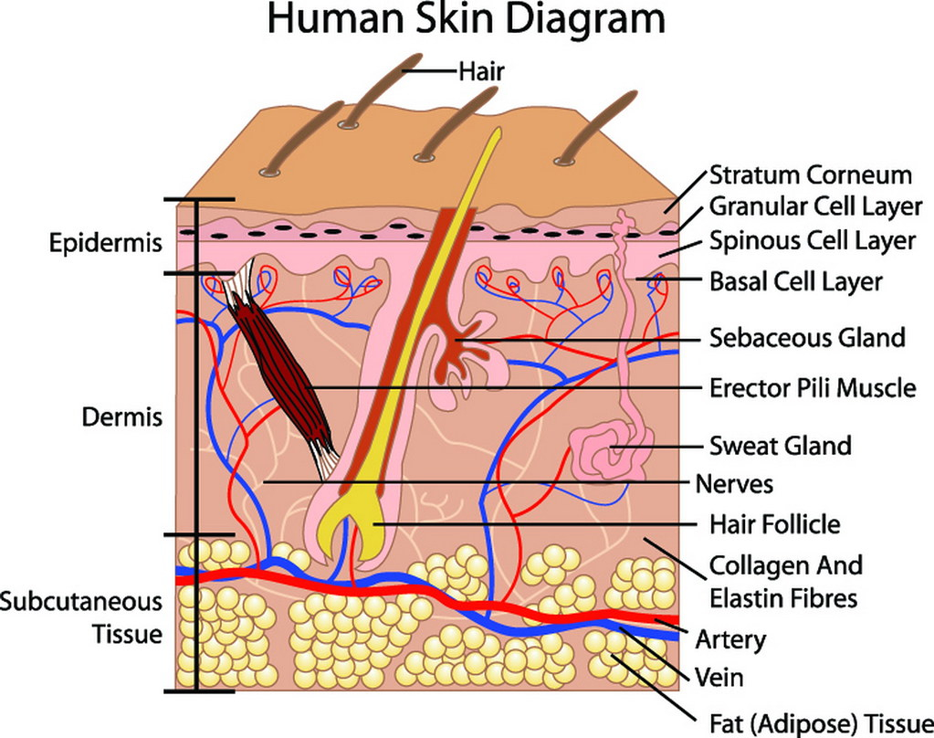 Human Skin Diagram Human Skin Diagram Copyresize Pltch London Flickr