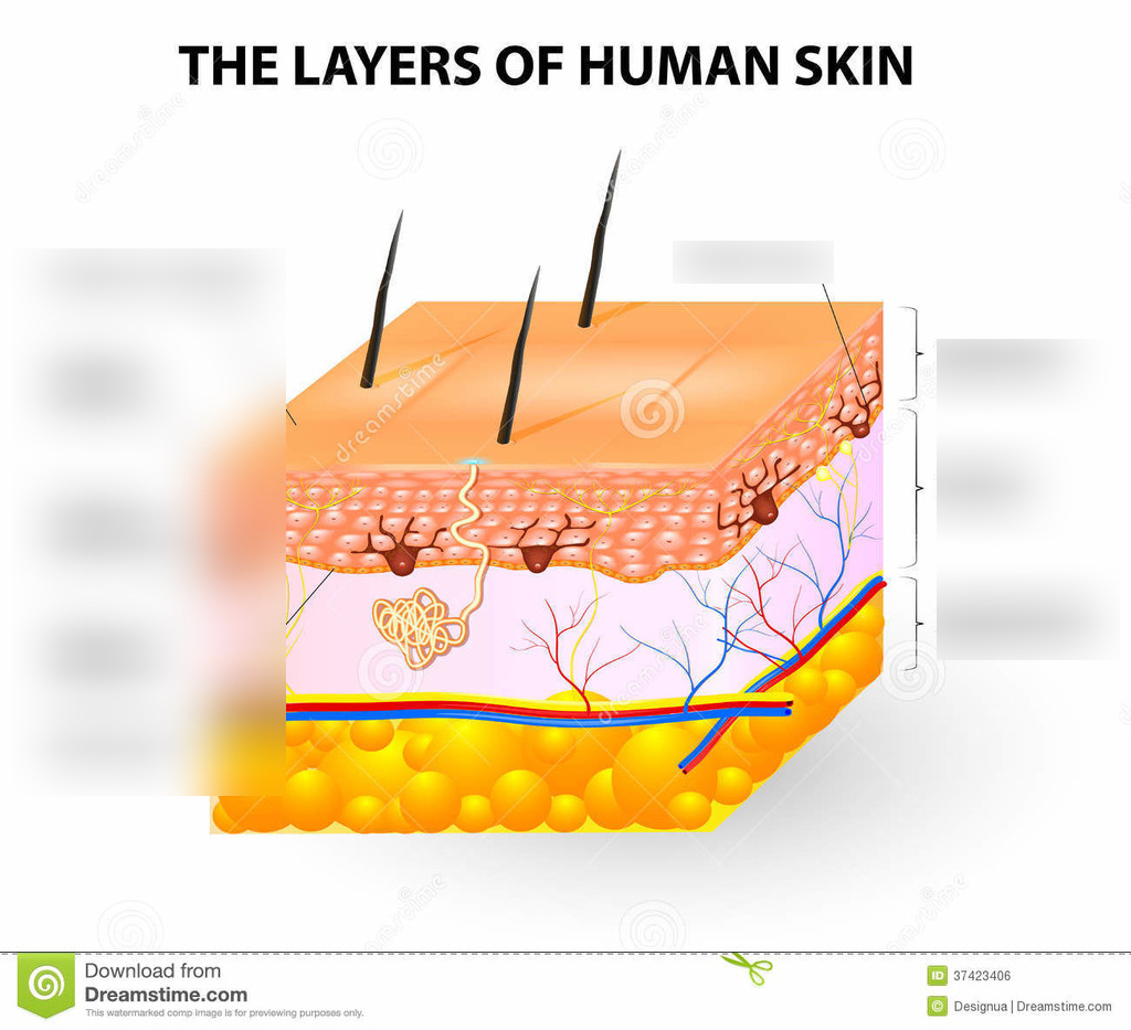 Human Skin Diagram Lab 7 Chordatahuman Skin Diagram Quizlet