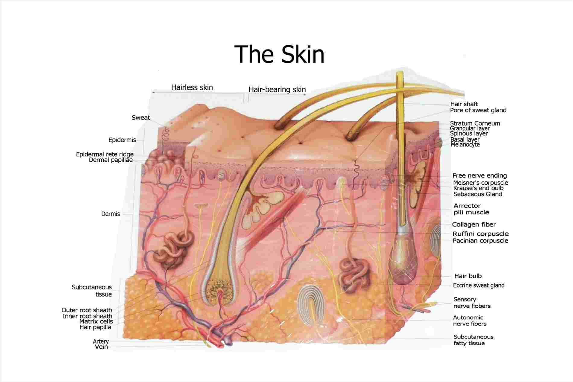 Human Skin Diagram Labelled Diagram Of A Human Skin Human Anatomy