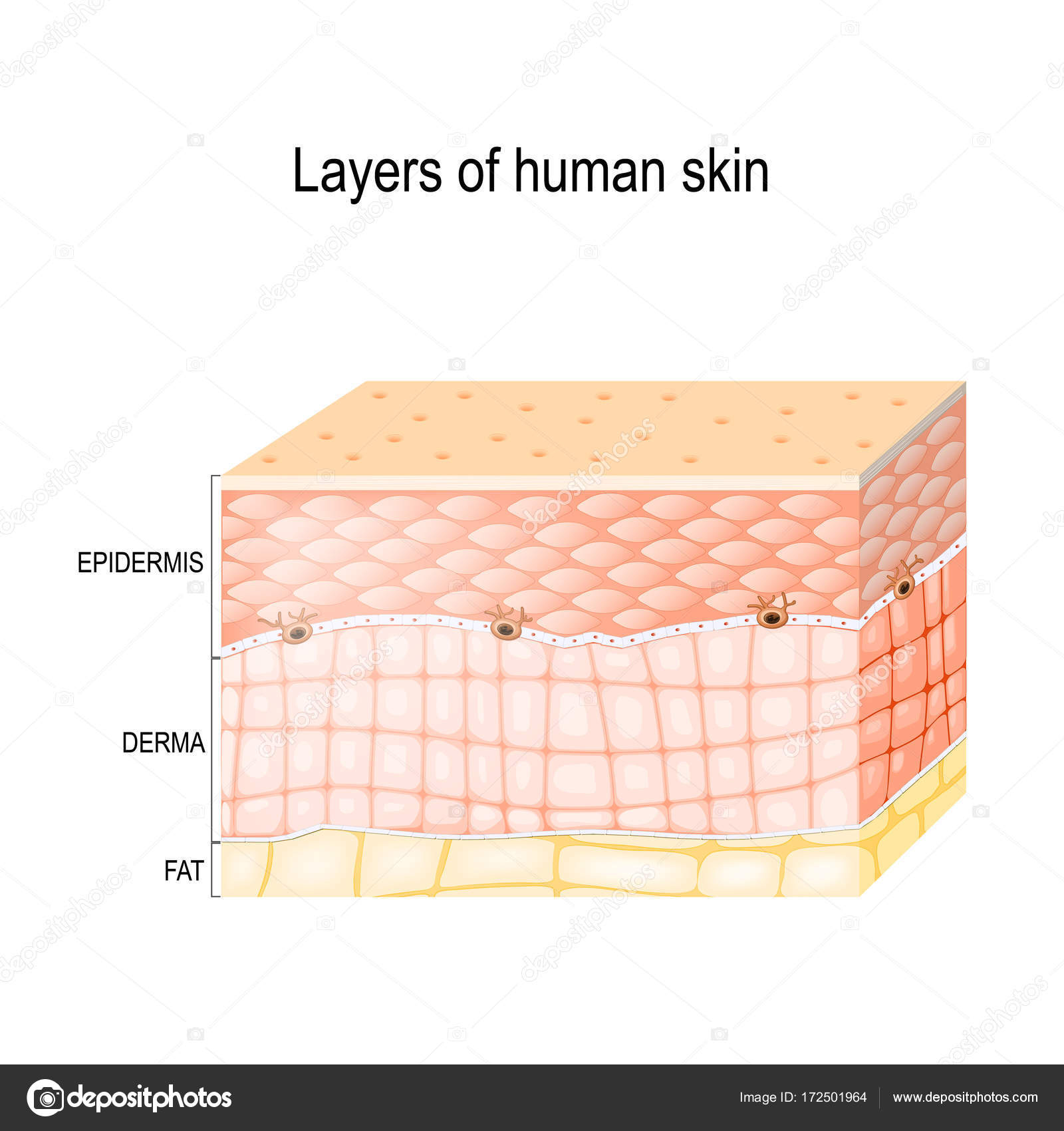 Human Skin Diagram Layers Of Healthy Human Skin Stock Vector Edesignua 172501964