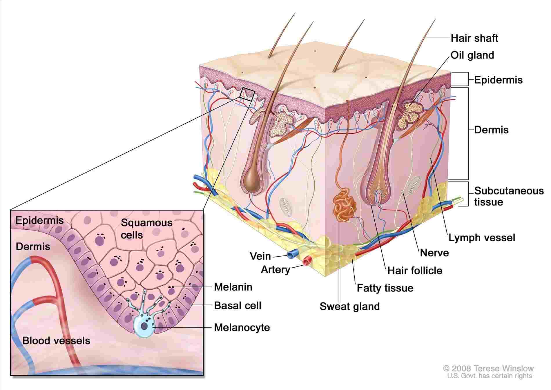 Human Skin Diagram Rhavopixcom Royaltyfree Skin Cell Diagram Structure Of The Human