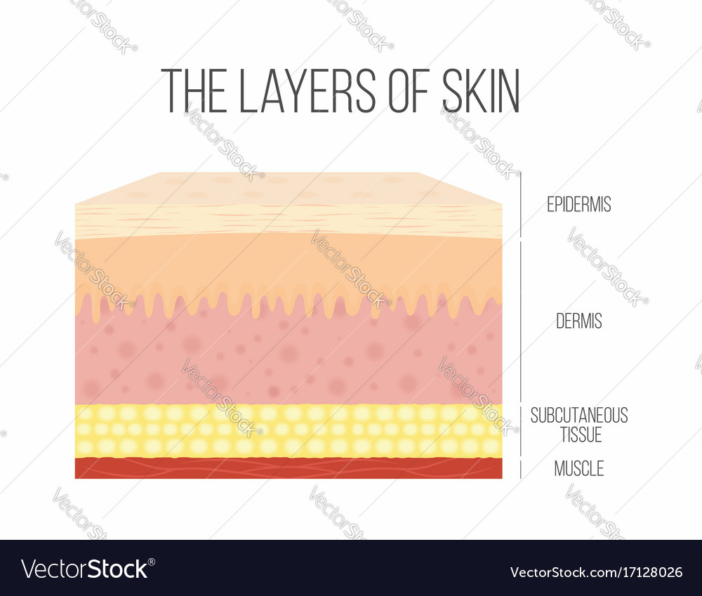 Human Skin Diagram Skin Layers Healthy Normal Human Skin