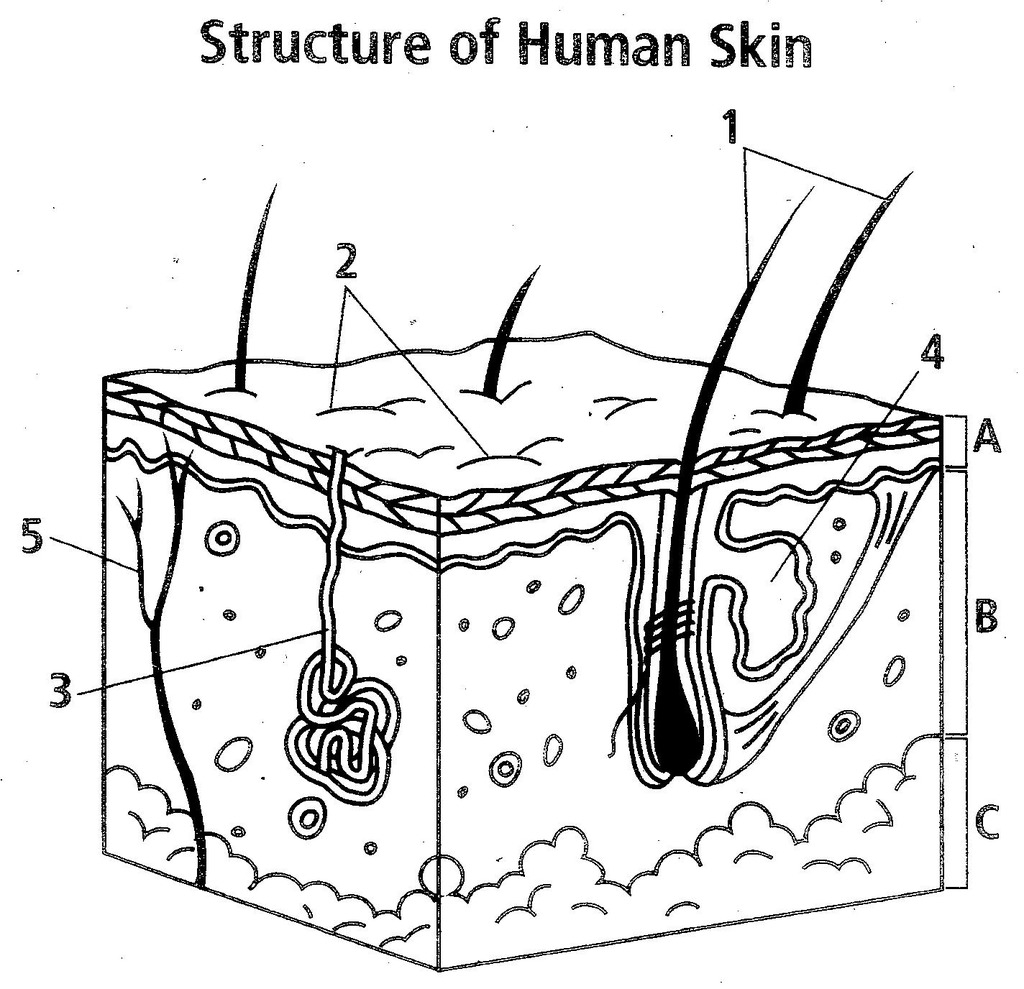Human Skin Diagram Structure Of Human Skin Diagram Quizlet