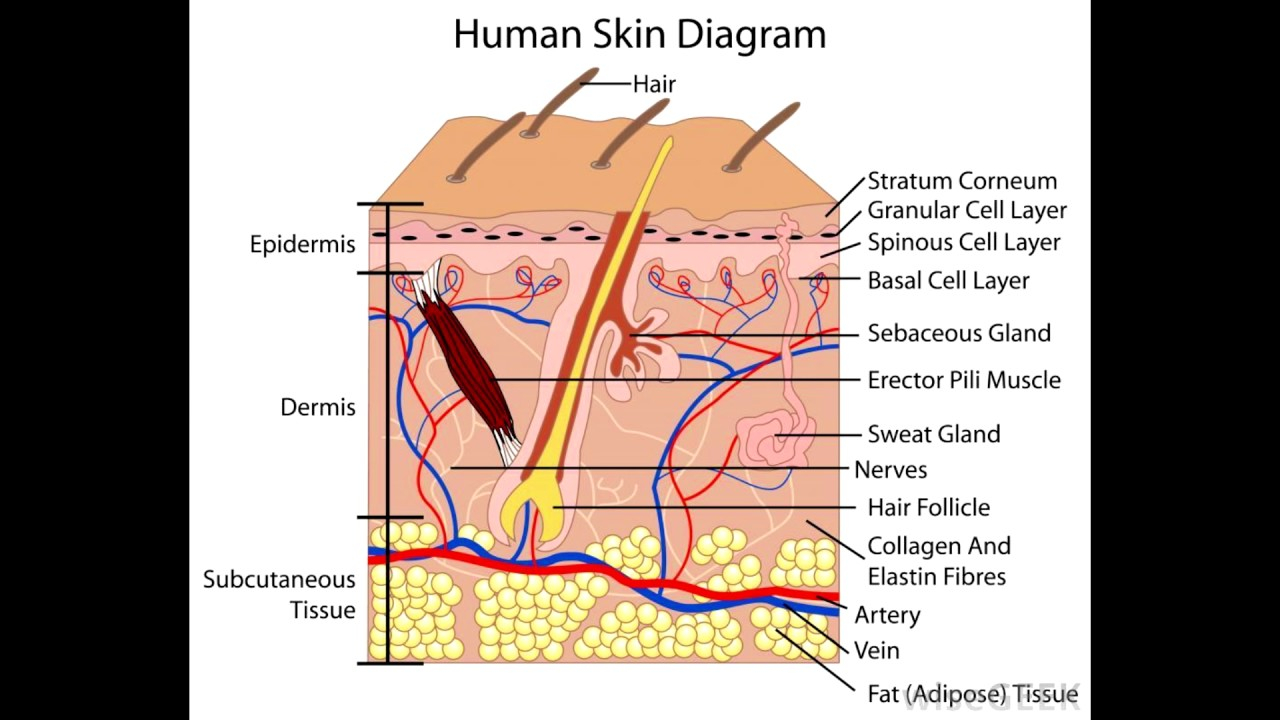 Human Skin Diagram Structure Of The Skin