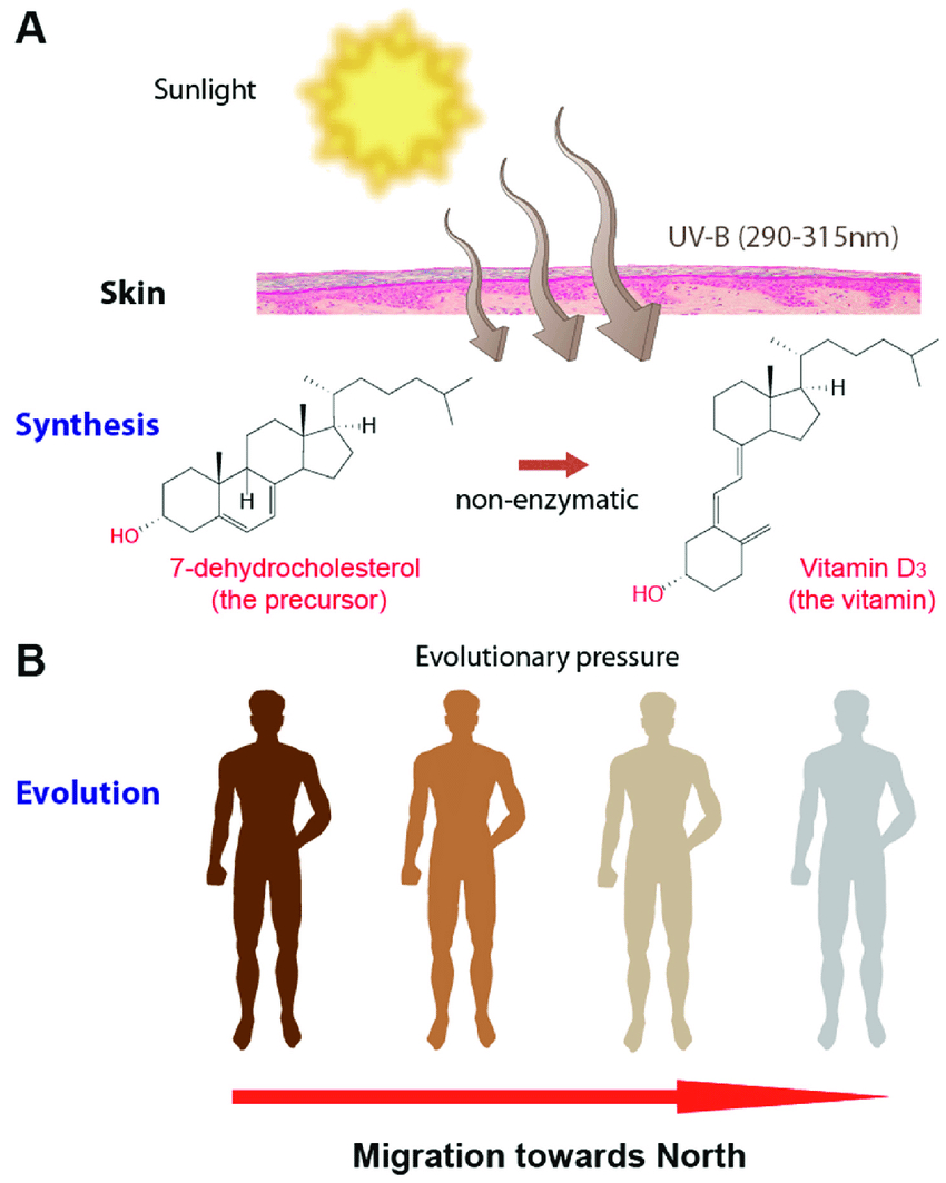 Human Skin Diagram Vitamin D And Human Skin Vitamin D 3 Is Synthesized Endogenously In