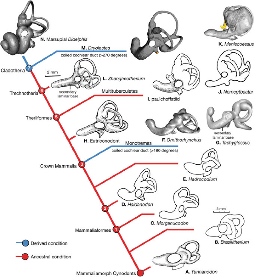 Inner Ear Diagram 9 Mammaliaform Inner Ear Evolution Cochlear Canal Curvature And