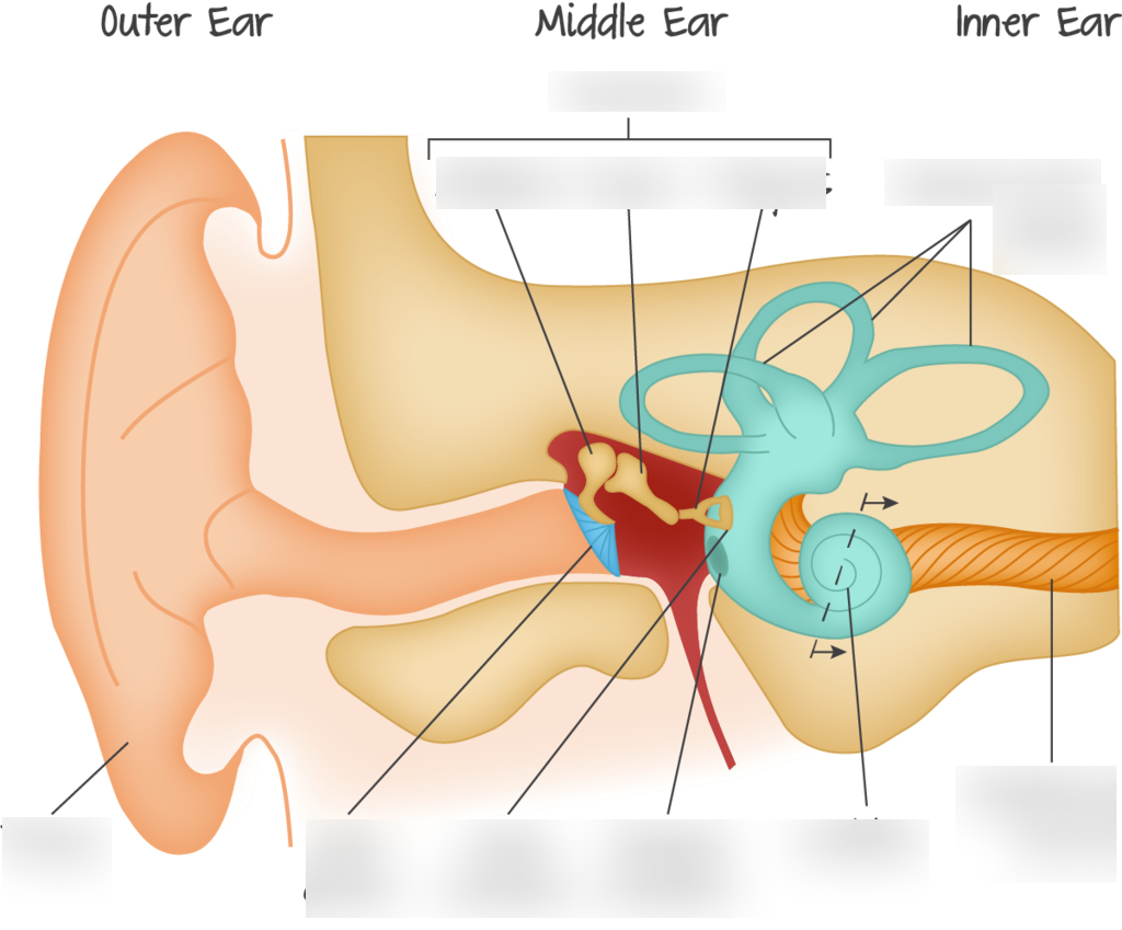 Inner Ear Diagram A3 Diagram The Human Ear Diagram Quizlet