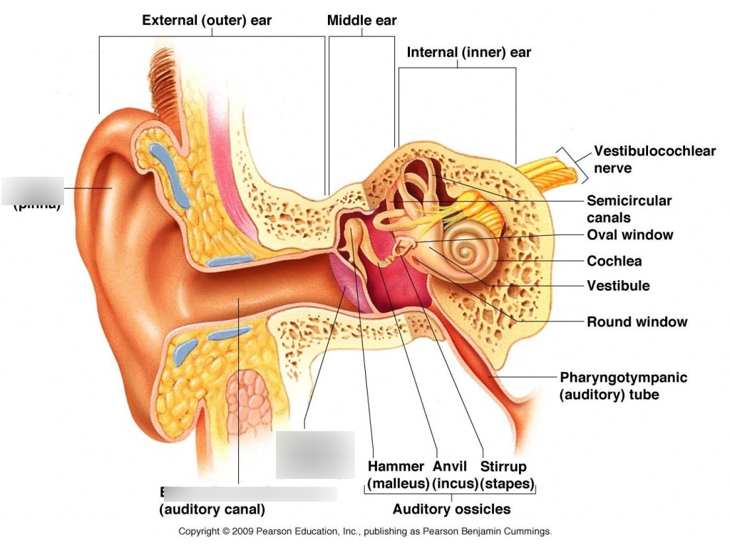 Inner Ear Diagram Anatomy Of The Ear Diagram Quizlet