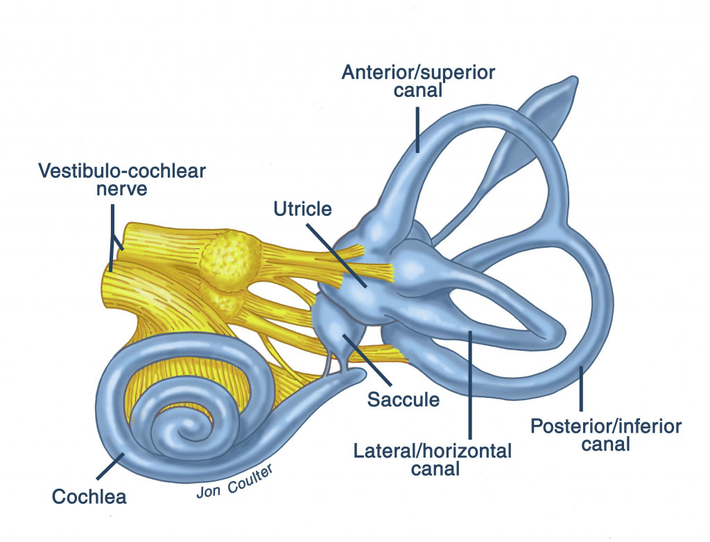 Inner Ear Diagram Anatomy Of The Inner Ear Diagram