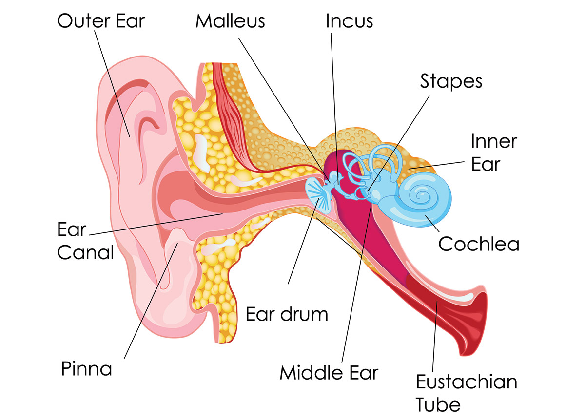 Inner Ear Diagram Different Parts Of The Human Ear Which Ones Have You Heard Of