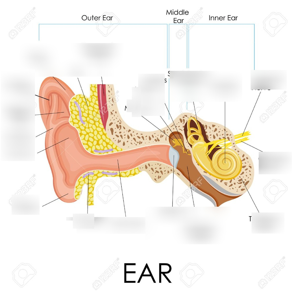 Inner Ear Diagram Ear Diagram Diagram Quizlet