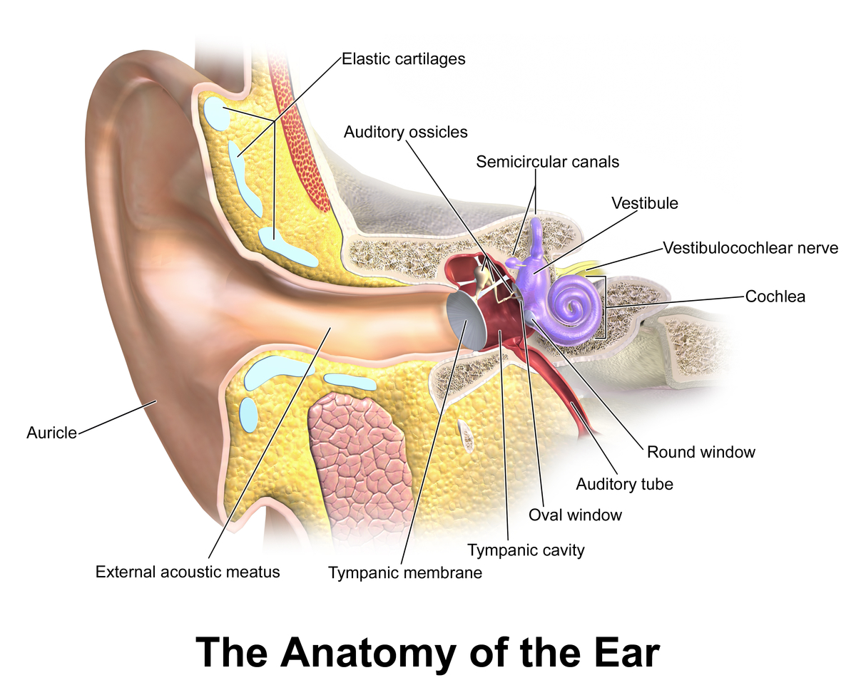 Inner Ear Diagram Eardrum Wikipedia