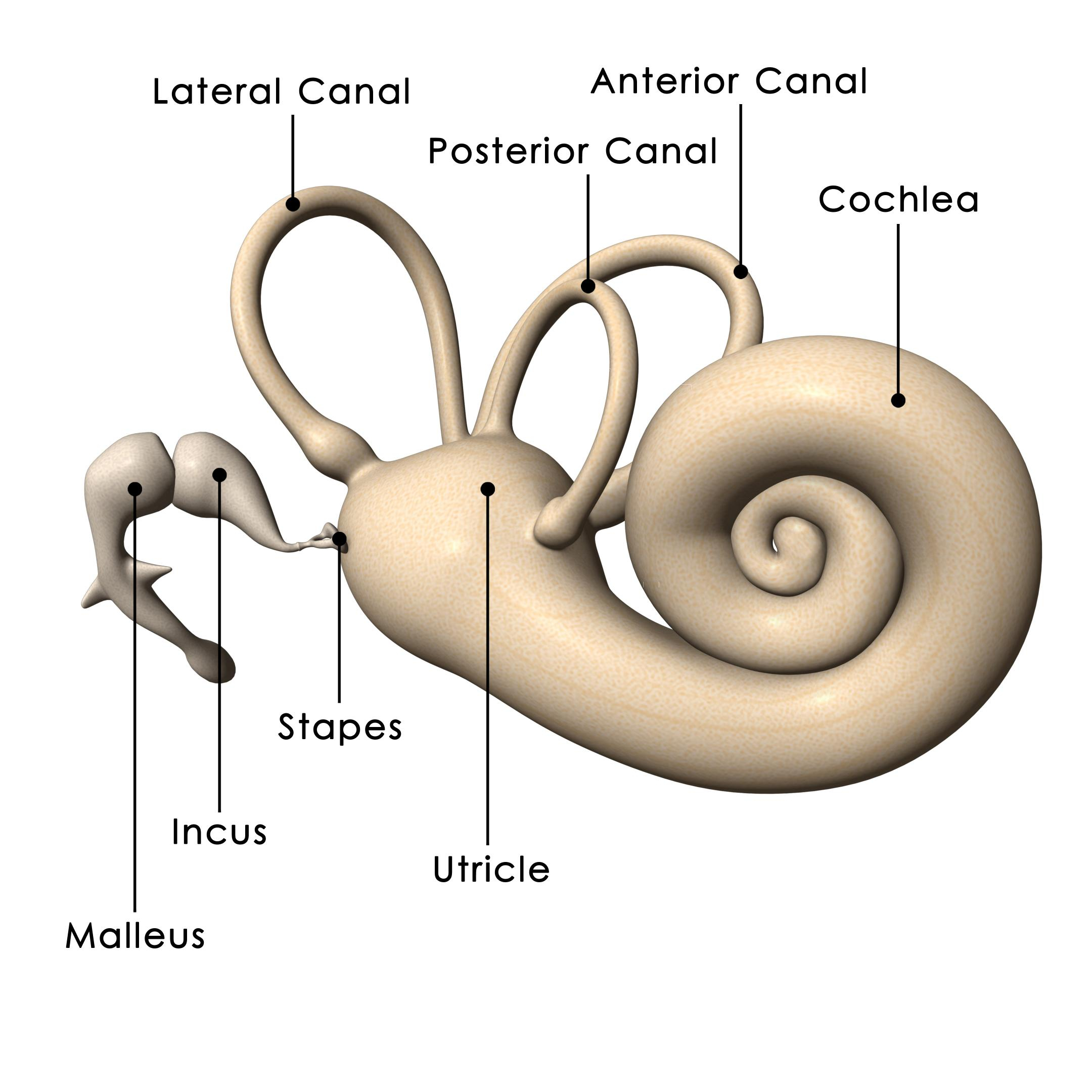 Inner Ear Diagram Ears And Hearing How Do They Work