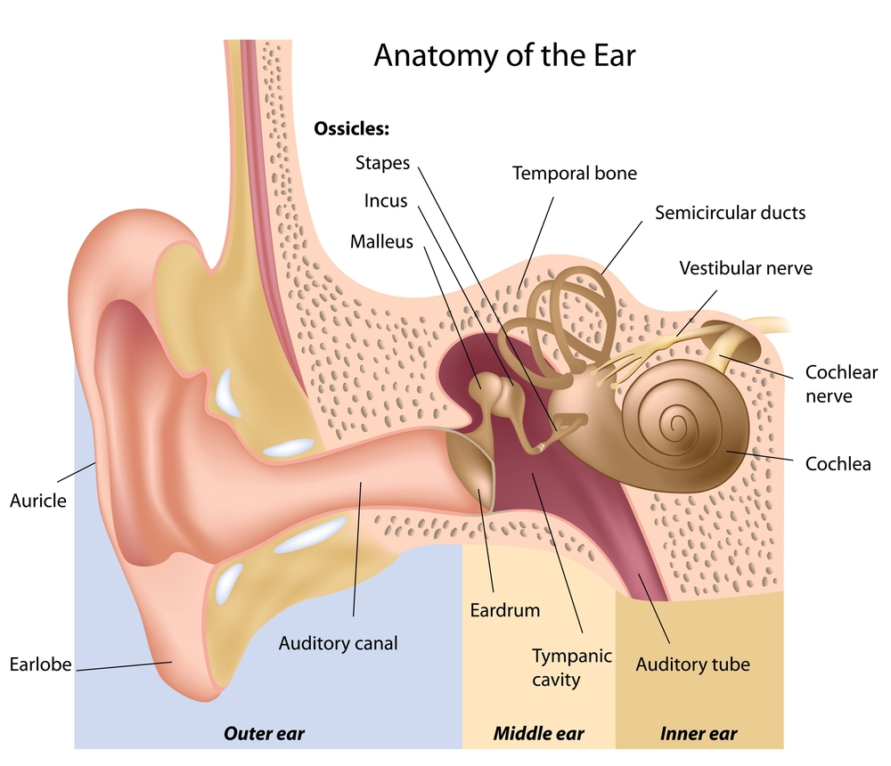 Inner Ear Diagram Ears Facts Function Disease Live Science