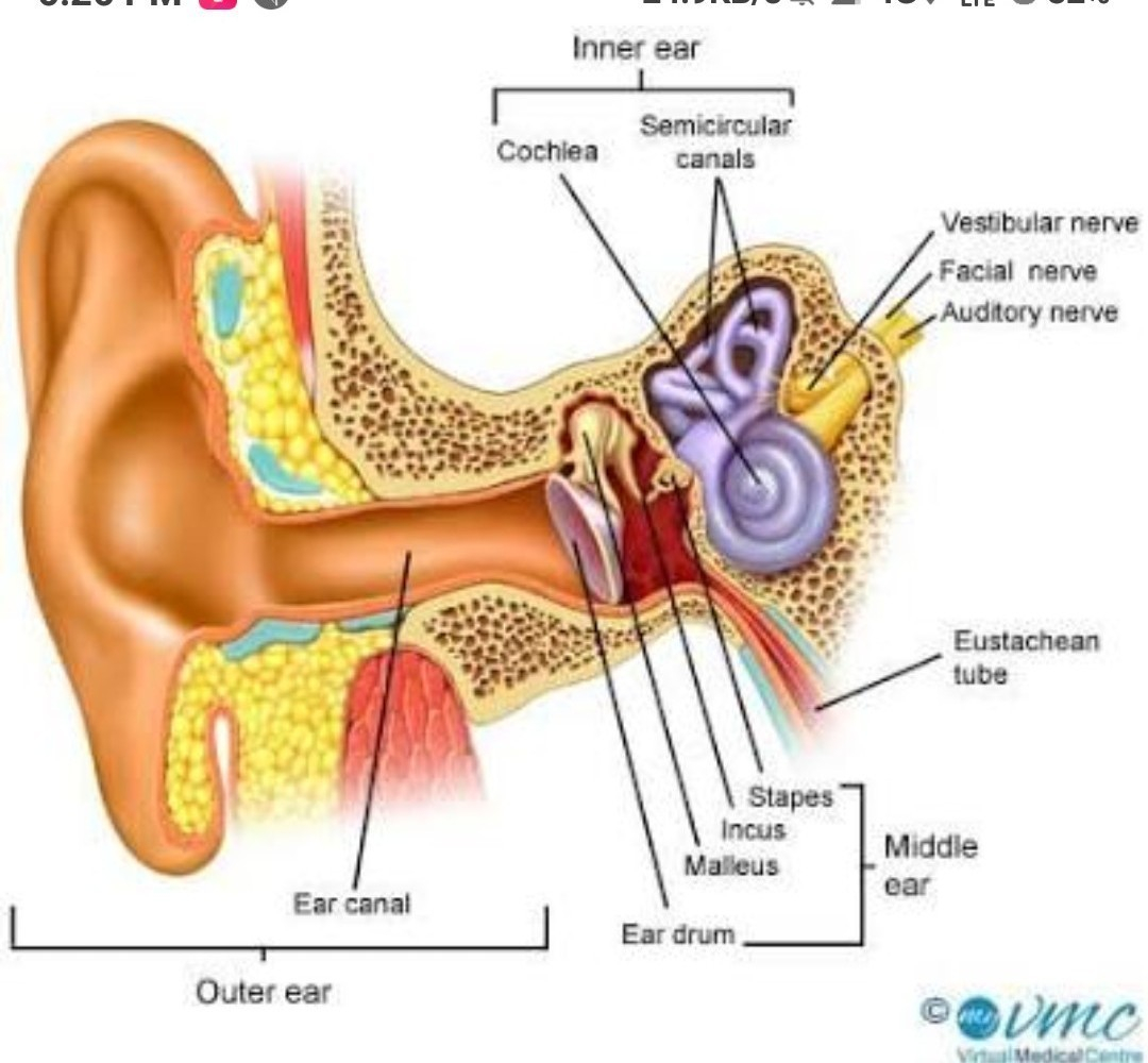 Inner Ear Diagram Explain The Process Of Receiving The Sound Signals To Brain With