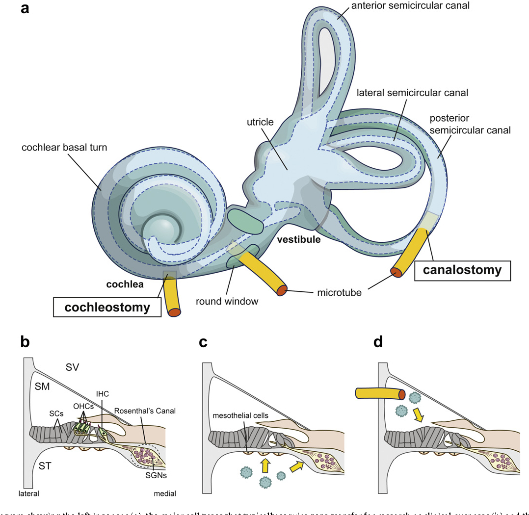Inner Ear Diagram Figure 1 From Gene Therapy For The Inner Ear Semantic Scholar