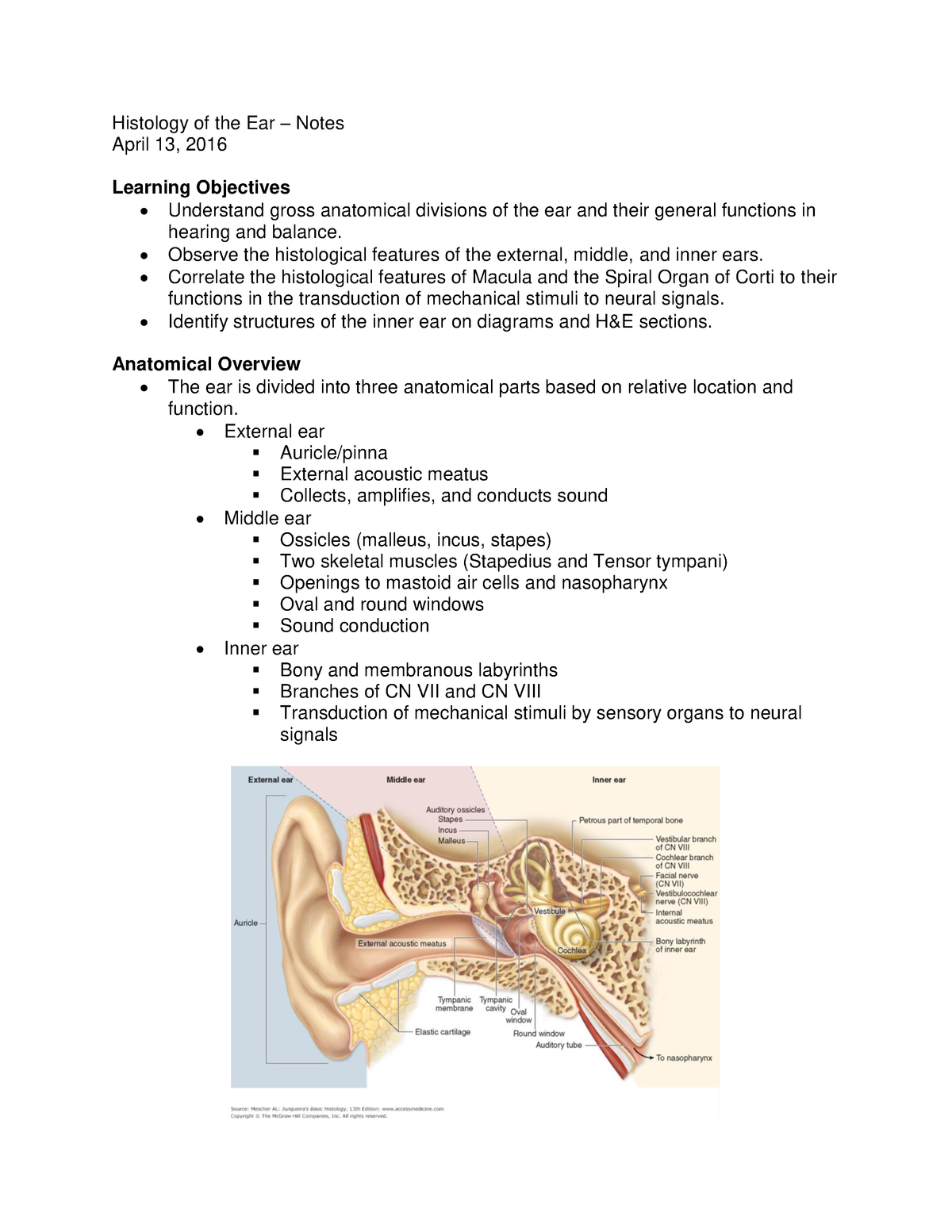 Inner Ear Diagram Histology Of The Ear Notes Anat 560 Studocu